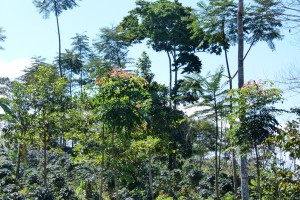 agroforesterie amazonie cafe