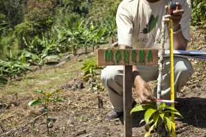 reforestation amazonie