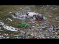 Observer une Loutre surprise par la caméra Observer la biodiversité : ici une jeune Loutre (Lutra lutra)
