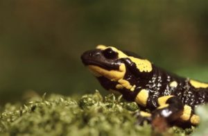 Lézard