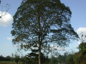 1_Dipteryx_panamensis_DS_1725_Boca_Tapada