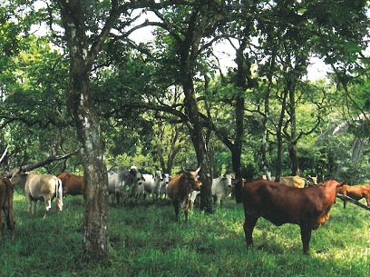 sylvopasto3