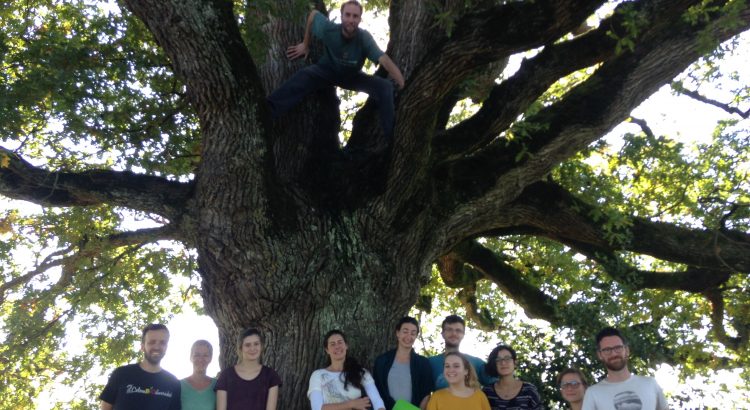 agroforesterie arbres fruitiers anciens
