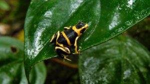 Ranitomeya summersi