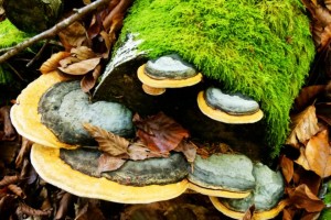 bois mort et champignons saprophytes