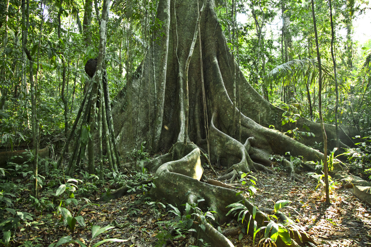 El Bosque Tropical Y La Selva Amazónica Envol Vert 7511