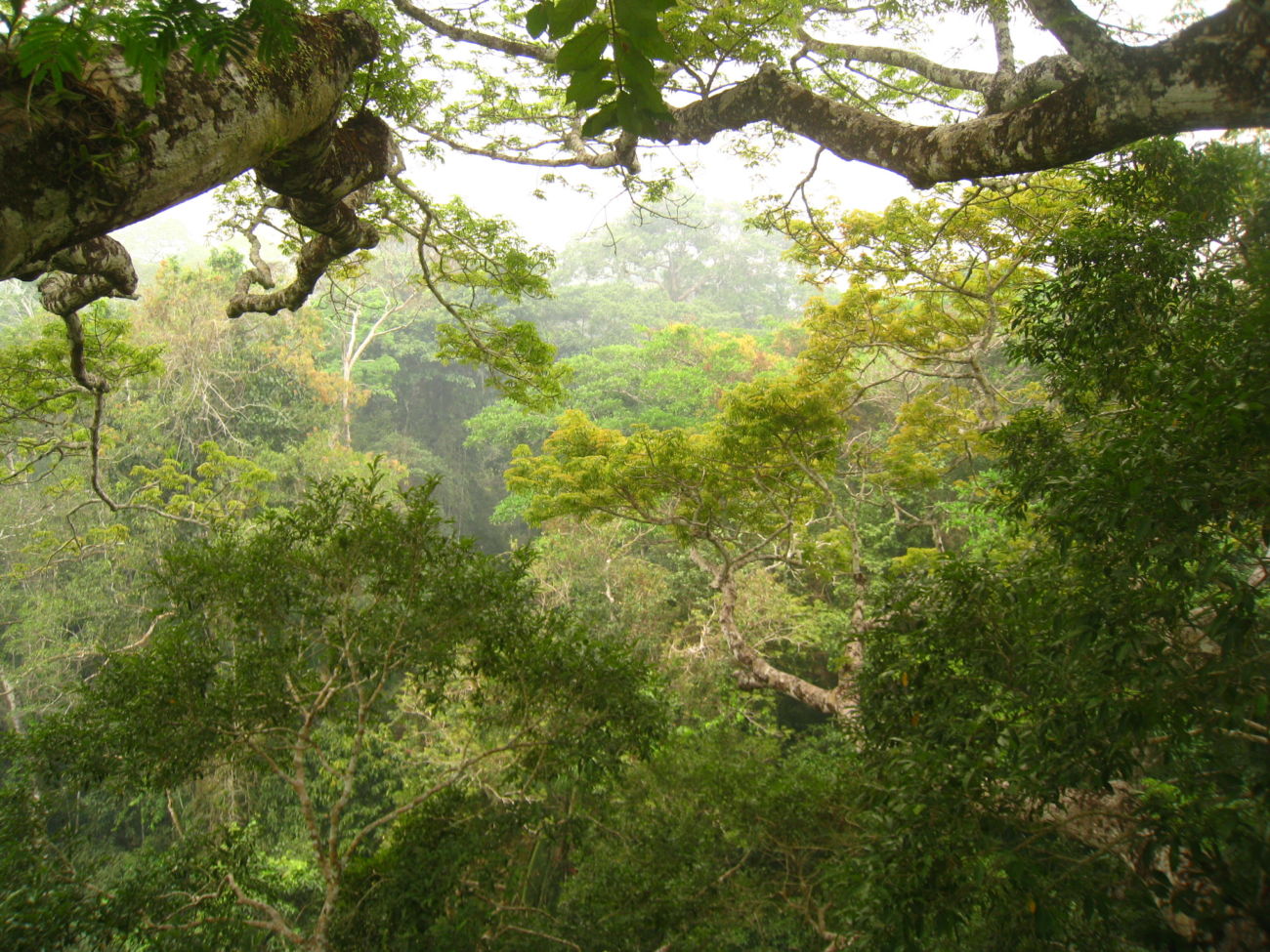 Forêts tempérées – État des Populations d'Oiseaux de l'Amérique du