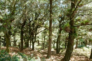 Forêt pin 