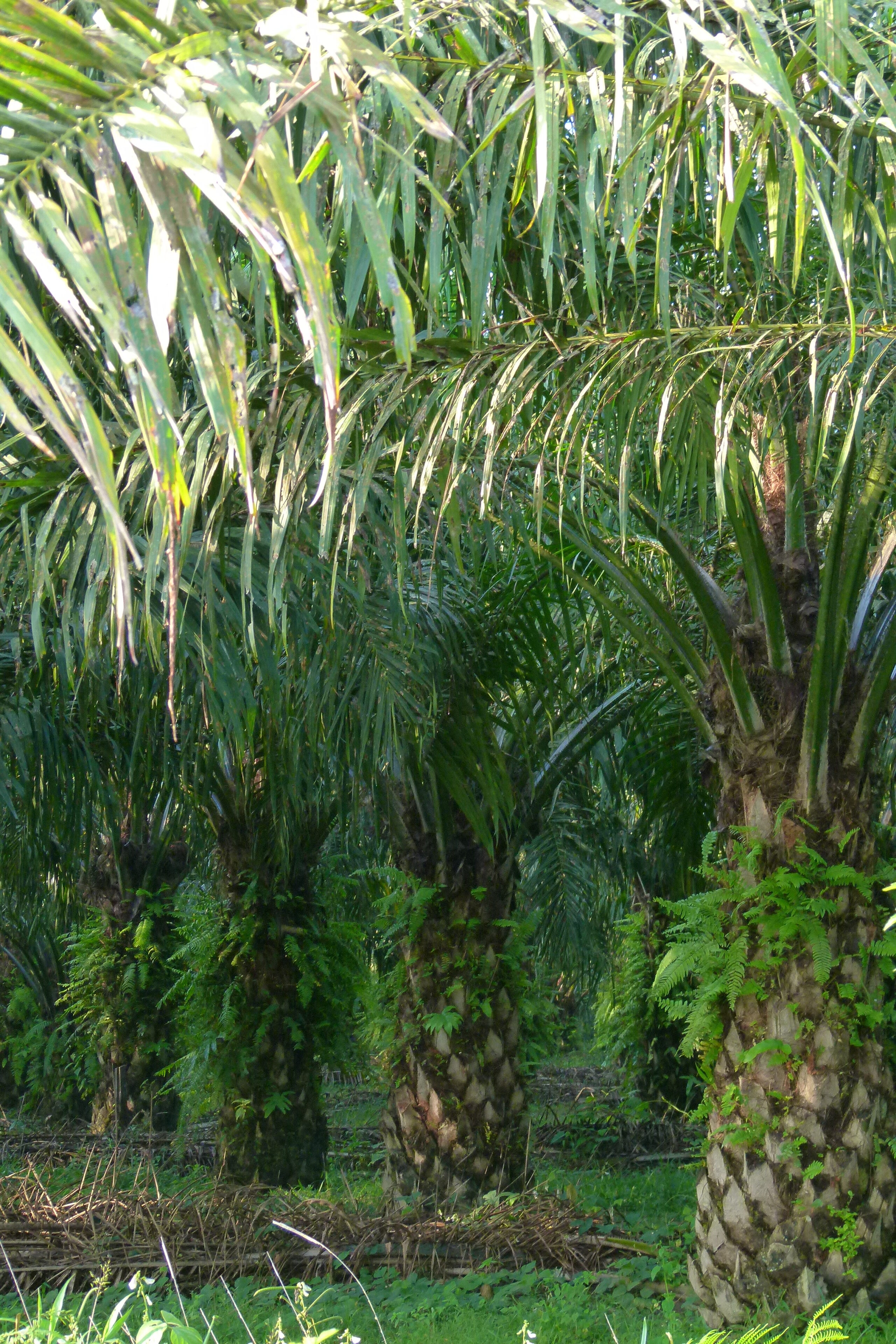 [MENACES]Palme vue dessous2©D.Tarrier