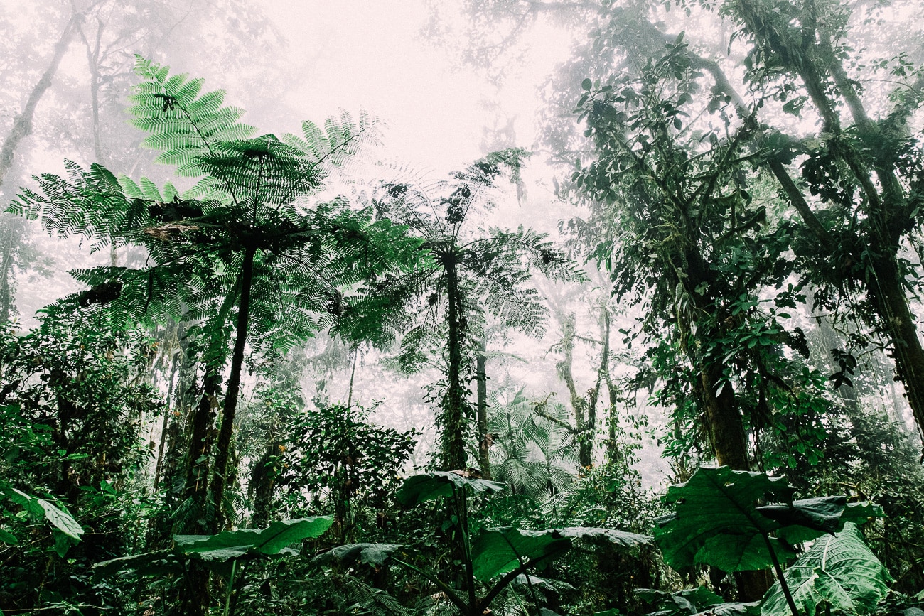 [FORET TROPICALE]foret magique1©L.Durant