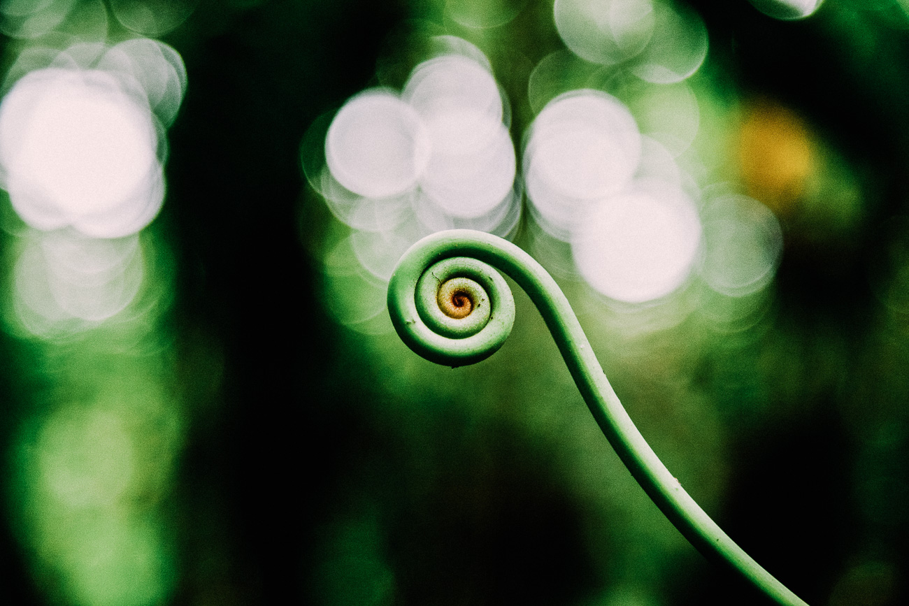 [FORET TROPICALE]liane roule1©L.Durant