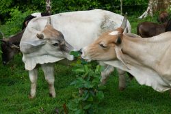 [PROJET SYLVO]Vaches dans banque fouragère juillet©D.Tarrier