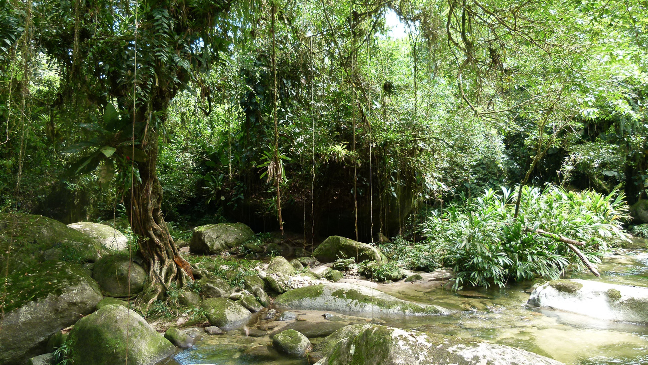 [FORET TAPIR]Rio San Salvador6.∏D.Tarrier