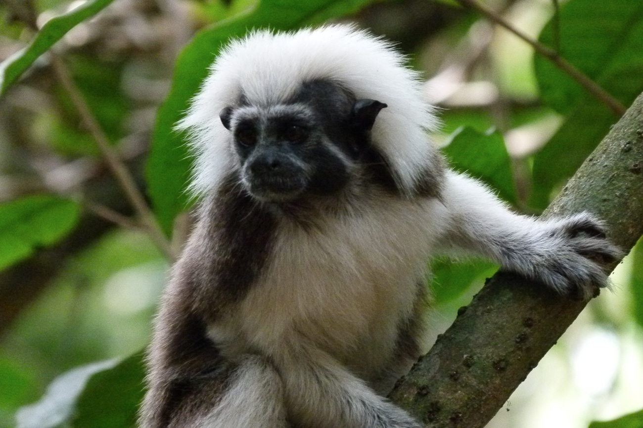 [TITI][BIODIVERSITE]Singe Titi Mono Cabeciblanco06.∏D.Tarrier