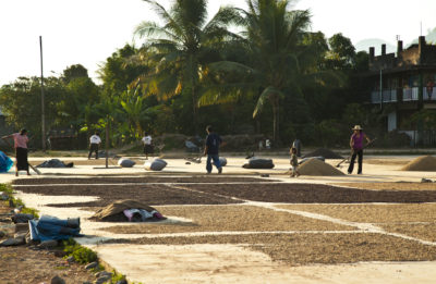 AGROFO_Cafécoop_cafe4©L.Durant