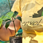 AGROFO Cafe envol plante1 L.Durant