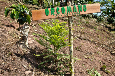 AGROFO_Cafe_urcumano_L.Durant