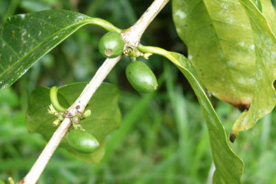 AGROFOexpleautresite_Cafe_grain2_D.Tarrier