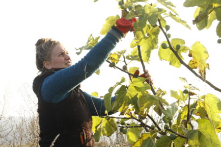 APMA FiguierTatiana Novembre