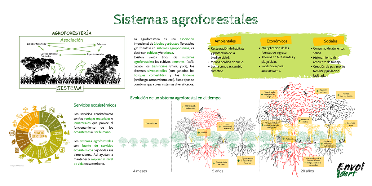 Infografia sistemas agroforestales