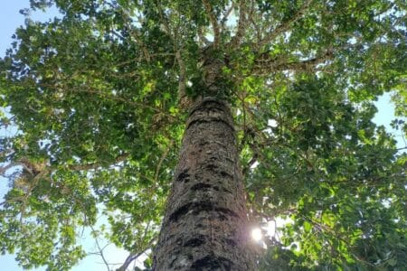 24 Pichanaki - Diagnostico de arboles semilleros, parcela de la senora Edith en Pampa Azangaro ConBosque - (c) EV