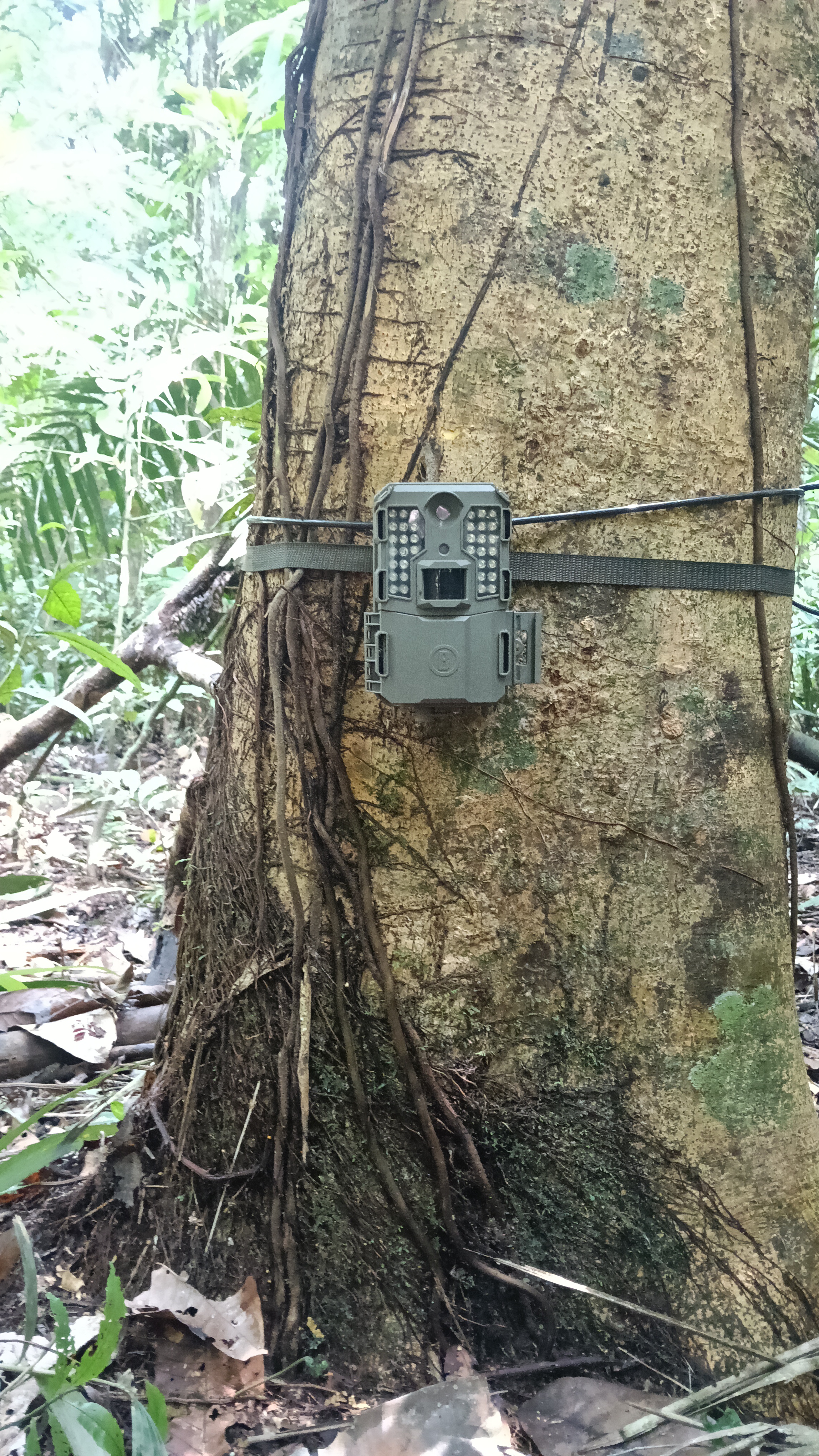 Caméras pièges sur le parcours communautaire