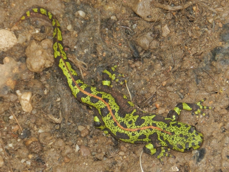 marbled newt