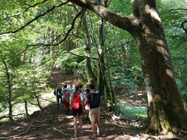 personnes marchant dans la forêt