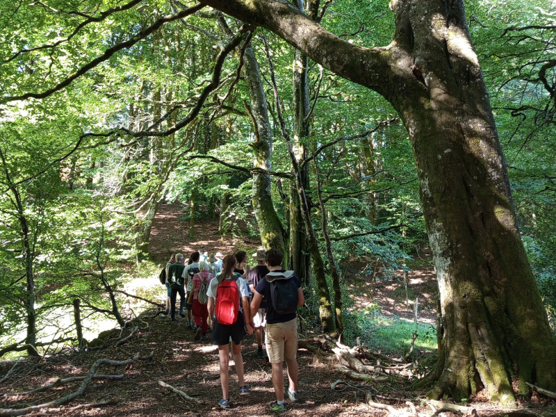 personas caminando en el bosque