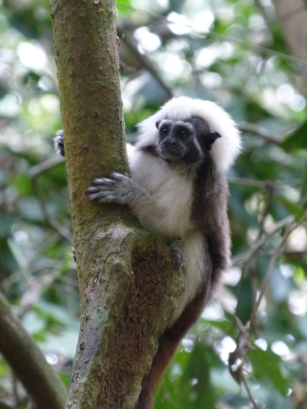 TITIBIODIVERSITESinge-Titi_Mono-Cabeciblanco01.©D.Tarrier.png